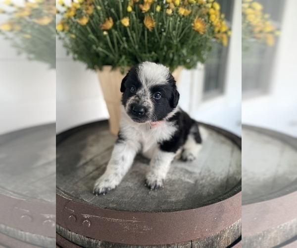 Medium Photo #1 Border-Aussie Puppy For Sale in BLMGTN, IN, USA