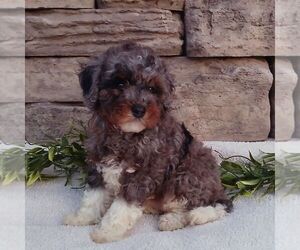 Cavapoo Puppy for sale in NARVON, PA, USA