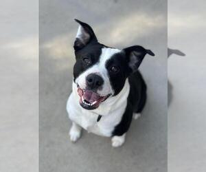 Medium American Pit Bull Terrier Mix