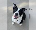 Small American Pit Bull Terrier Mix