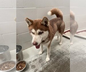 Alaskan Klee Kai Dogs for adoption in Rosenberg, TX, USA
