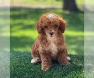 Poodle (Toy) Puppy for sale in EL CAMPO, TX, USA