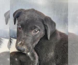 American Staffordshire Terrier-Unknown Mix Dogs for adoption in San Antonio, TX, USA