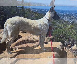 Titus - Male Anatolian Shepherd-Unknown Mix Dog for Adoption