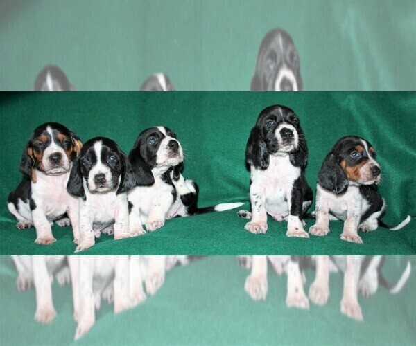 Medium Photo #2 Basset Hound Puppy For Sale in LAKESIDE, CA, USA