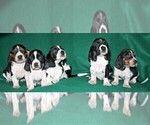 Small Photo #2 Basset Hound Puppy For Sale in LAKESIDE, CA, USA