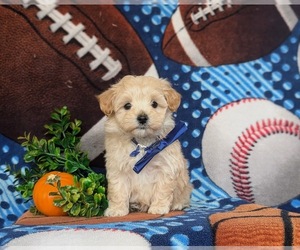 Maltipoo Puppy for sale in NEW PROVIDENCE, PA, USA