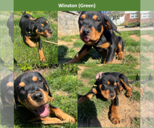 Rottweiler Dogs for adoption in ANNANDALE, VA, USA