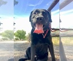 Small #2 Labrador Retriever Mix