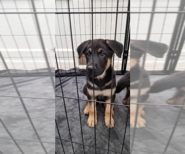 Medium Photo #6 German Shepherd Dog Puppy For Sale in SIOUX FALLS, SD, USA