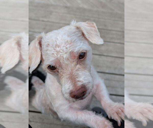 Medium Photo #4 Shih Tzu-Unknown Mix Puppy For Sale in Minneapolis, MN, USA