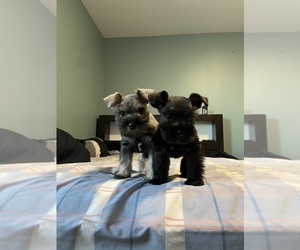 Affenpinscher-Miniature Schnauzer Mix Puppy for sale in PERRIS, CA, USA
