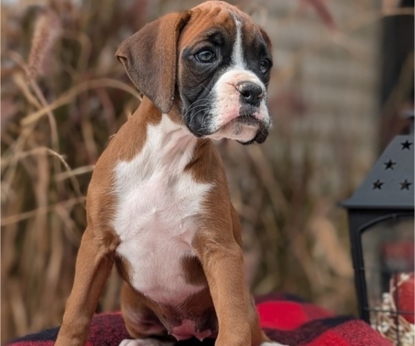 Medium Photo #17 Boxer Puppy For Sale in GOSHEN, IN, USA