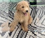 Small Photo #29 Double Doodle Puppy For Sale in PINELLAS PARK, FL, USA