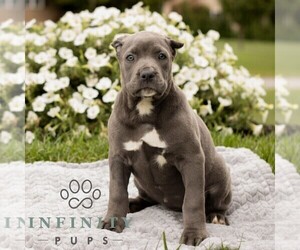 Cane Corso Puppy for sale in HONEY BROOK, PA, USA