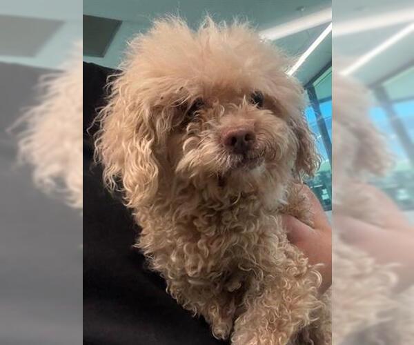 Medium Photo #1 Poodle (Miniature)-Unknown Mix Puppy For Sale in San Martin, CA, USA