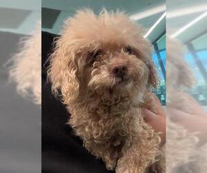 Poodle (Miniature)-Unknown Mix Dogs for adoption in San Martin, CA, USA