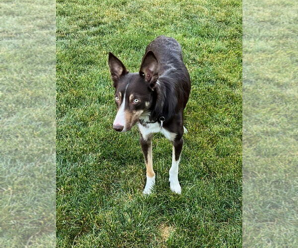 Medium Photo #22 Border Collie Puppy For Sale in Highland, IL, USA