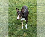 Small #21 Border Collie