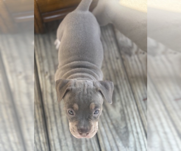 Medium Photo #14 American Bully Puppy For Sale in GLASSPORT, PA, USA