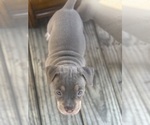 Small #13 American Bully