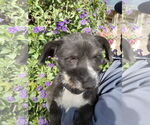 Small #2 Mutt