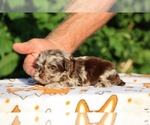 Small #10 ShihPoo