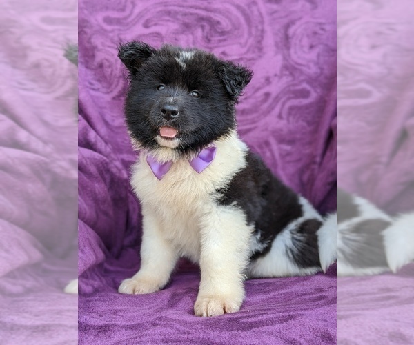 Medium Photo #2 Akita Puppy For Sale in CHRISTIANA, PA, USA