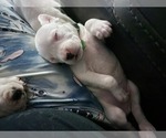 Small Photo #3 Bullboxer Pit Puppy For Sale in NORTH ROSE, NY, USA