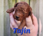 Puppy Tajin Poodle (Toy)