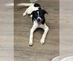 Small #1 Border Collie Mix