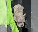 Small Photo #22 French Bulldog Puppy For Sale in NORWALK, CA, USA