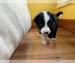 Puppy Scarlet Border Collie