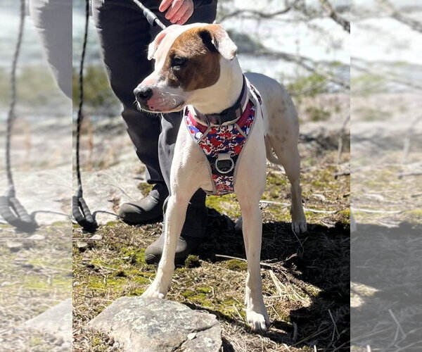 Medium Photo #2 Beagle-Unknown Mix Puppy For Sale in Hinton, WV, USA
