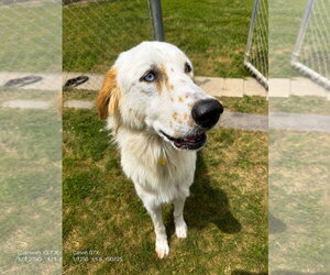 English Setter-Great Pyrenees Mix Dogs for adoption in Houston, TX, USA