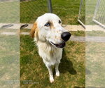 Small #7 English Setter-Great Pyrenees Mix