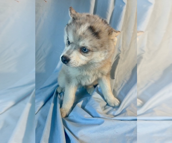 Medium Photo #10 Pomsky-Shiba Inu Mix Puppy For Sale in NASHUA, NH, USA