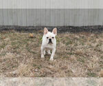 Small Photo #12 French Bulldog Puppy For Sale in WARSAW, IN, USA