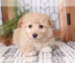 Small Photo #1 Aussie-Poo Puppy For Sale in NAPLES, FL, USA
