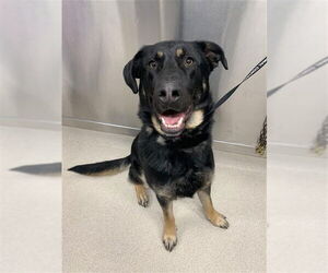 Shepradors Dogs for adoption in Fairbanks, AK, USA