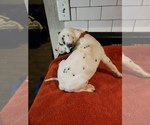 Small Photo #1 Dalmatian Puppy For Sale in AUSTIN, TX, USA