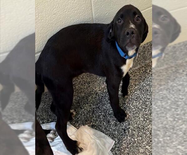 Medium Photo #1 Labrador Retriever-Unknown Mix Puppy For Sale in Brewster, MA, USA