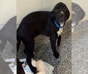 Labrador Retriever-Unknown Mix Dogs for adoption in Brewster, MA, USA