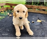 Small #1 Goldendoodle