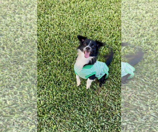 Medium Photo #3 Chilier Puppy For Sale in Orlando, FL, USA