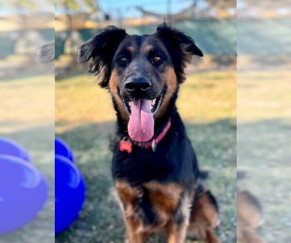 Medium Photo #31 German Shepherd Dog-Unknown Mix Puppy For Sale in Lake Forest, CA, USA