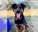Small #30 German Shepherd Dog Mix