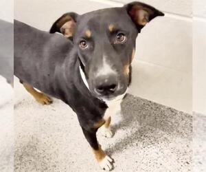 German Shepherd Dog-Unknown Mix Dogs for adoption in Houston, TX, USA