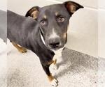 IGOR - Male German Shepherd Dog-Unknown Mix Dog for Adoption - Small photo
