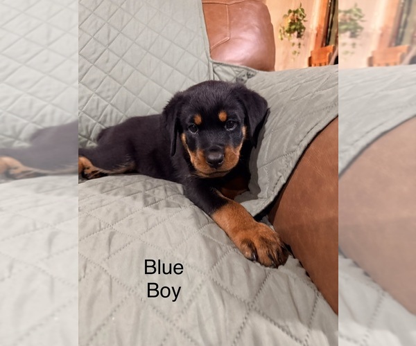 Medium Photo #6 Rottweiler Puppy For Sale in DANVILLE, IL, USA